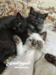  3 للمهتمين فقططط قطط للبيع سيامي وبريتش