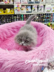  4 قطه سكوتش فولد العمر 60 يوم صحه ونظافه