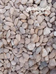  15 نجيل طبيعي نجيل ديكوندرا