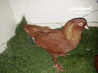  10 حمام كش للبيع كوم