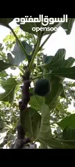  19 بيت ومنازل للبيع