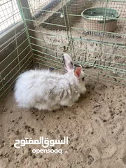  3 Friendly Rabbits