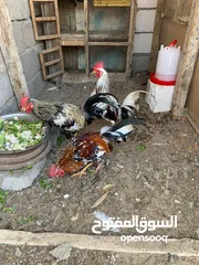  3 دجاج عرب صلي بيع 3