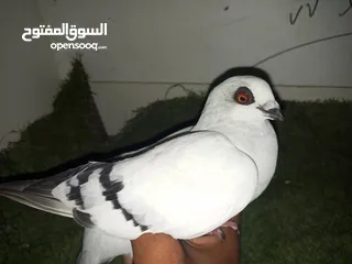  12 حمام كش للبيع كوم