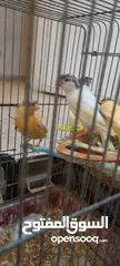  3 عصافير مقنبرات