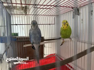  2 عصافير حب ً