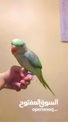  2 Nepali parrot Full hand tame Beautiful raw parrot