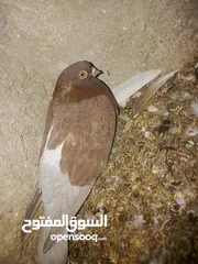  2 طيور حمام للبيع