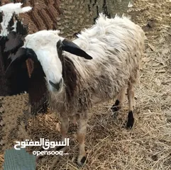  1 كبش عماني ذبيحه طيبه