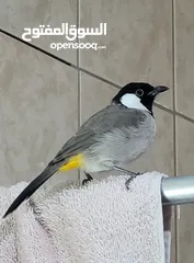  8 بلبل عراقي   Iraqi Bulbul