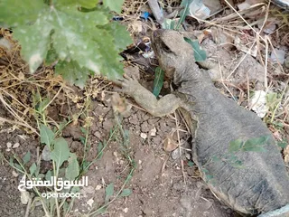 13 حيوان الضب (ضب) للبيع في بلدة البويضة