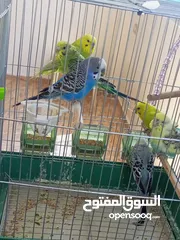  4 طيور حب زواج اشي فخم الله يبارك لصاحب النصيب اقرأ الوصف مهم