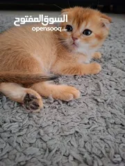  2 pure bred Scottish fold kittens 4 available for sale