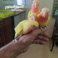 8 ماشاء الله لا قوة إلا بالله