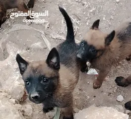  2 كلاب للبيع