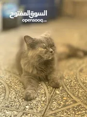 3 قط شيرازي ،،