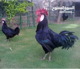  2 بيض مخصب وصيصان دجاج سلالات