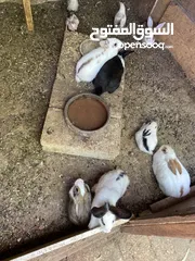  4 فرنسي للبيع أرانب