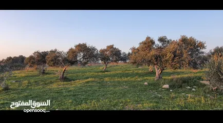  1 نمر اراضي للبيع