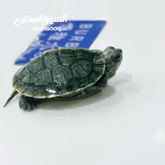  1 عروض نار سلاحف النينجا (ninja turtle)
