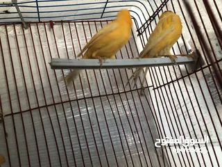  3 جوزين كناري معهن كل جوز 3فراخ وفيه 5فراخ عمر 5اشهر