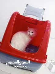  9 لتر بوكس حجم كبير للبيع مع صحن اكل مزدوج مع علبة شامبو قطط 500 ml