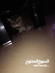  5 قطط شيرازي اصلي