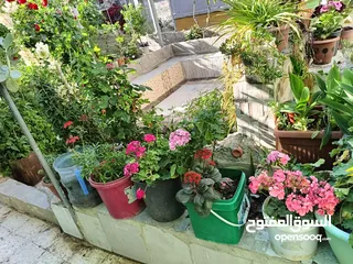  25 بيت ومنازل للبيع