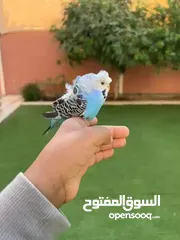  3 He is friendly bird