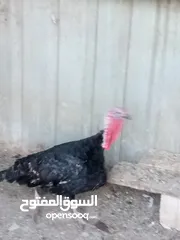  4 ديك حبش للبيع