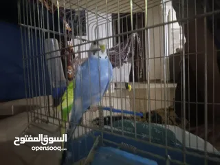  20 طائران من طيور الحب ( البادجي ) عرض جديد
