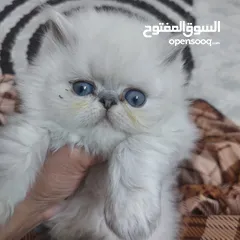  1 قطط  بريتش مكس هملايا بيكي فيس