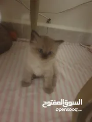  12 قطط سكوتش همالايا إناث