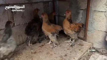  5 متاح صيصان براهما عمر 5 اشهر