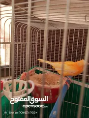  4 طيره حمره للبيع