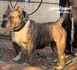  5 اميريكان بولي بوكت