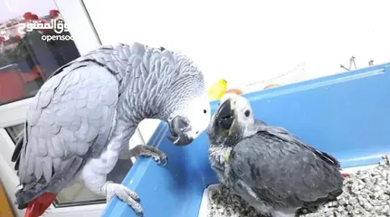  1 beautiful Africa grey parrot