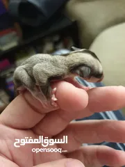  1 Adorable Sugar gliders