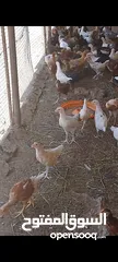  7 دجاج عماني
