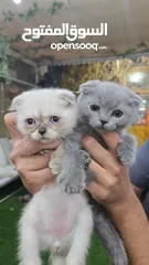  2 Scottish fold kitten male and female  2 month old