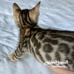  2 Bengal kittens available