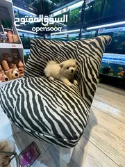  1 Pomeranian male 3 months, كلب بوميرانيان ذكر عالي الجودة، عمره ثلاثة أشهر.