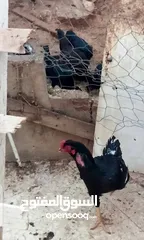  4 صيصان باكستاني وبراهمي وفارسي ماركا الجنوبيه البيع بدون الدجاجه