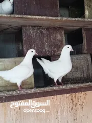  9 حمام فرنسي للبيع الفرنسي و اللاهور  بايع كوم كامل للاستفسار عنهم
