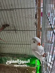  25 بعد الصلاه ع النبي يوجد مجموعة طيور روز البينو وألوان  طفرات بتجنن طيور حلوه اقرأ التفاصيل في الوصف