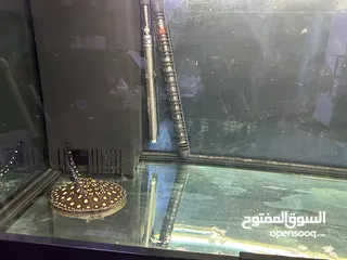  4 اروانا ولخمه بلاك دايمن Arowana & Stingray