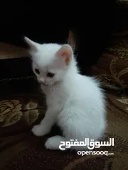  2 قطط شيرازيات عمر شهرين