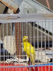  2 ذكر كنار بندوق ليموني  بجنن