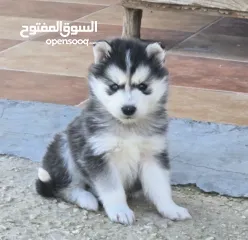  1 جراو مالموت الاسكا