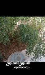  10 بيت مستقل طابقين / أجمل اطلالة على جبال عجلون في لواء كفرنجه ( اقرأ الوصف بالإعلان)...